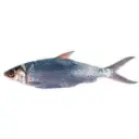 FRM184.webp