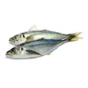 FRM179.webp