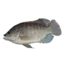 FRM186.webp