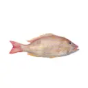 FRM234.webp