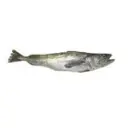 FRM117.webp