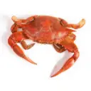 FRM183.webp