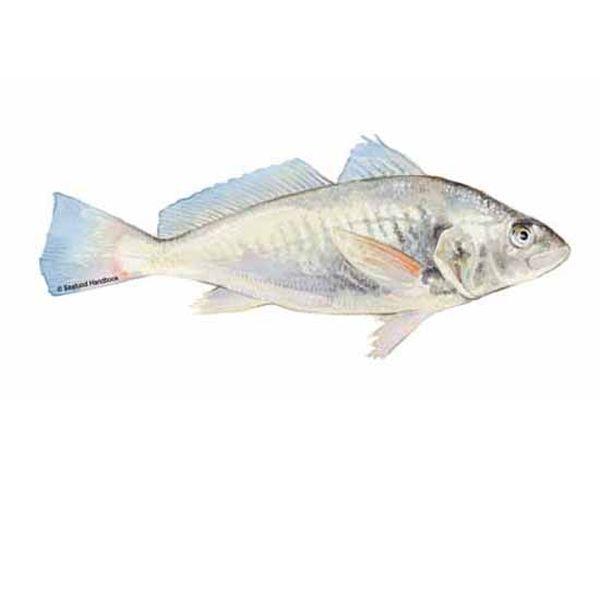 HBF Croaker/ Malua Clean (WGS) 400/800gm 5kg.