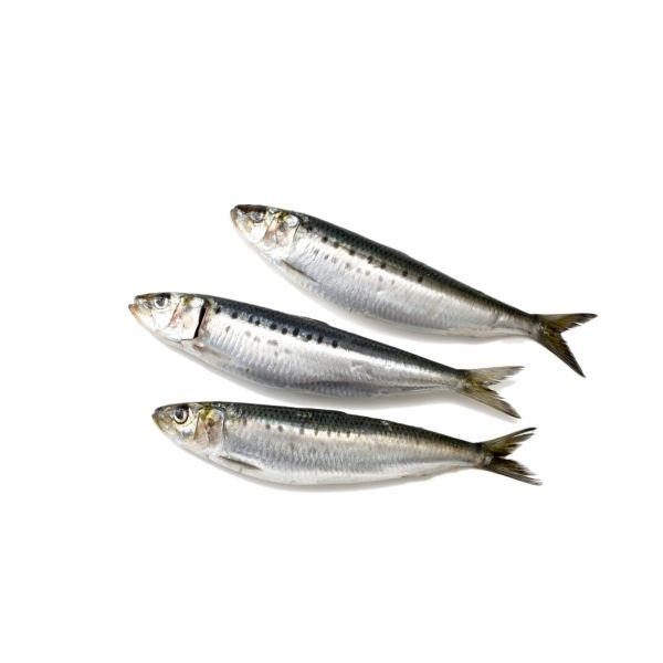 Perfit Sardines Frozen W/R Marocco 8/15pcs 8x1kg