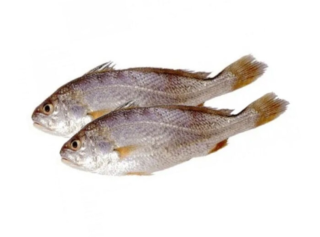 Croaker/Malua Clean 500/1000gm Jona 10kg. 