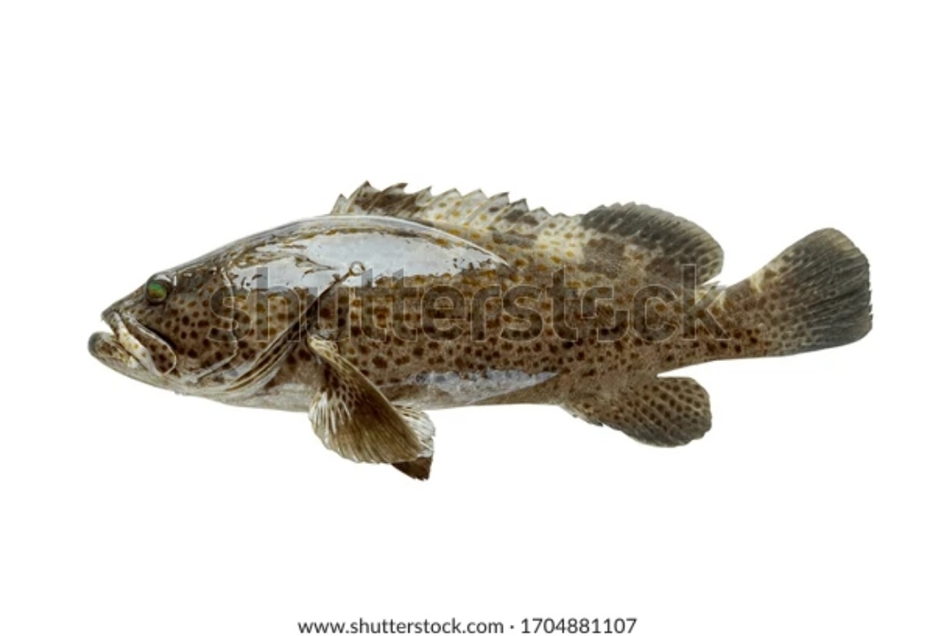 Star Pride Grouper / Chof Clean 1000-2000gm Iwp 10kg  