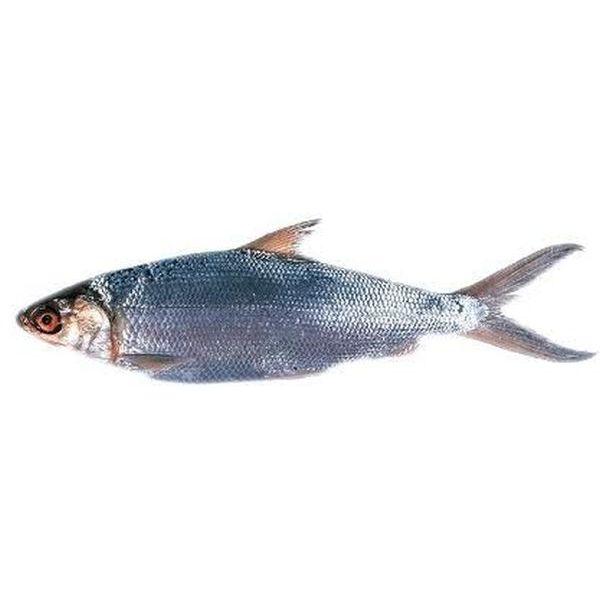 Milk Fish Indonasia 300/500gm Indonasia Packed 10kg 