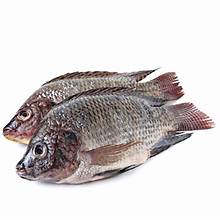 Bonifresh Tilapia Black Clean XXL 1000/1200 Mosambic 5kg 