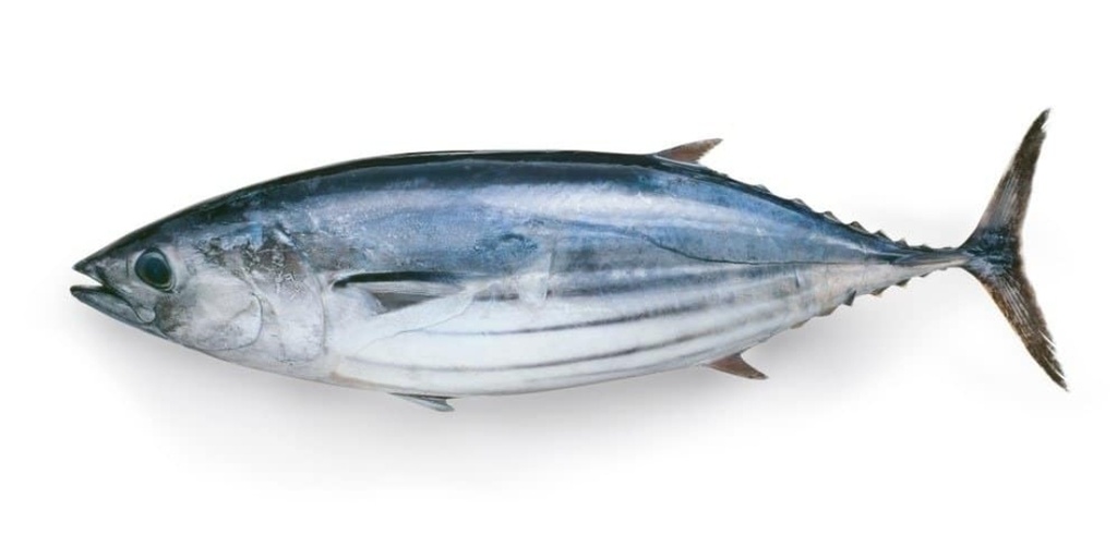Bonito/Tuna Senegal Not Clean 1/2kg plus 20kg
