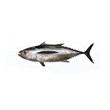 Tuna Fish Whole Round 500 1000gm 10kg.