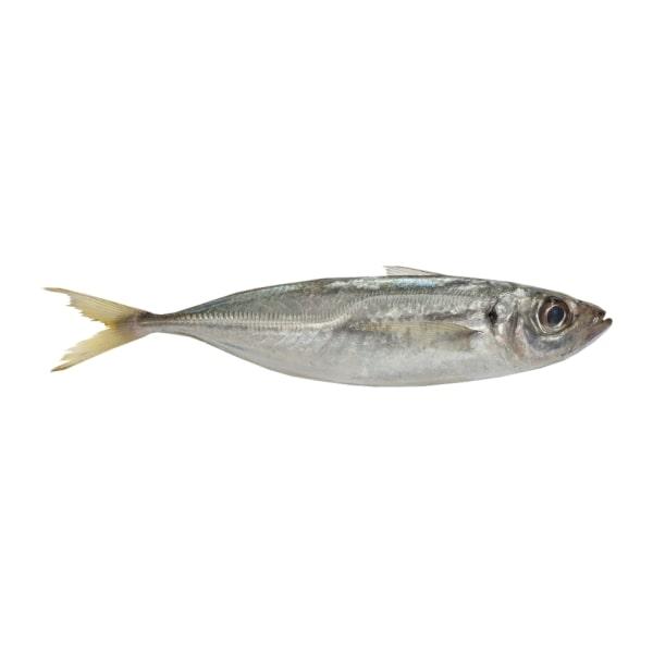 Horse Mackerel Spain 2/3 pcs kilo 5kg.