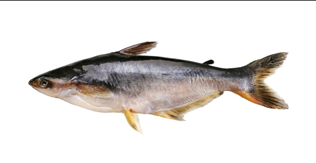 Bonifresh Pangasius 900gm Large 4kg 