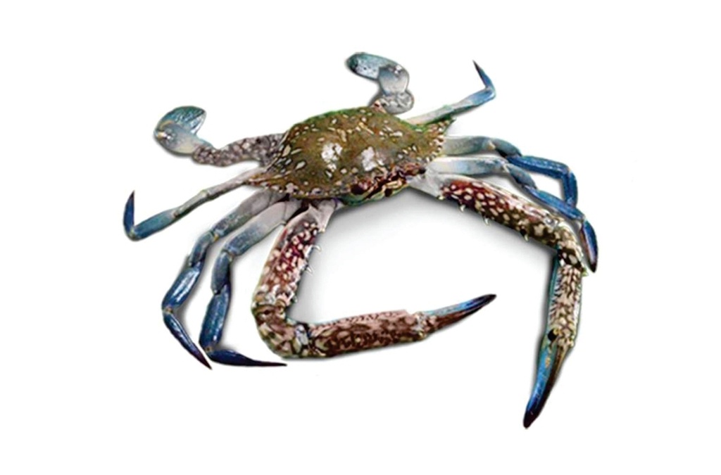 Crab Blue Swimming SP 12x650gm.