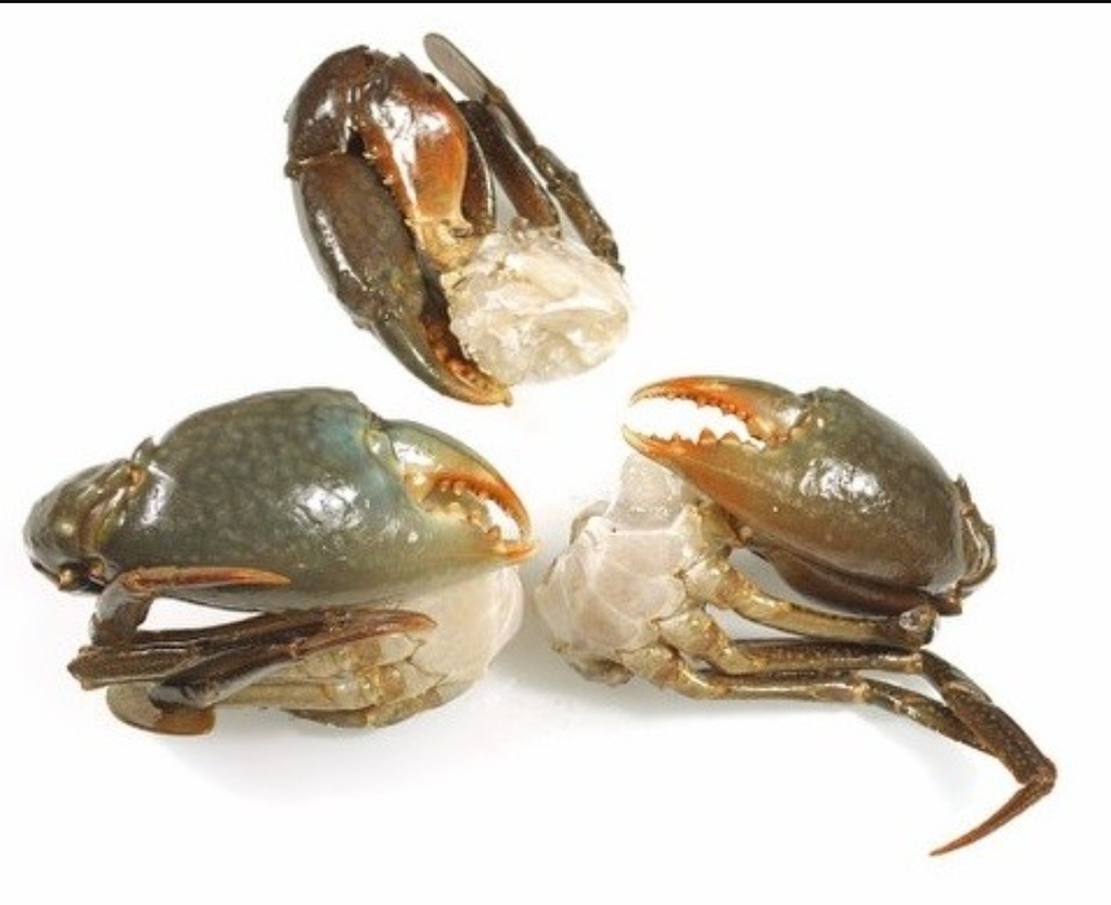 Crab Cut Clean Madagascar Mangrove 12x1kg 