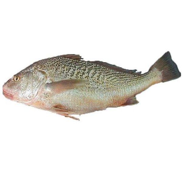 Croaker/ Malua Clean 300/1200gm 8kg PACKED.