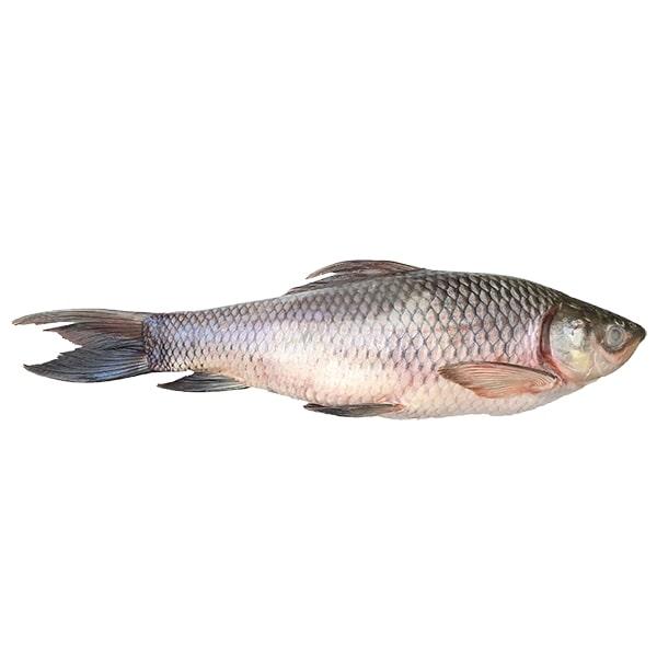 Rohu / Mboto Gutted 2000plus DSD  Iwp 20kg.  