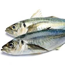 Horse Mackerel 2/3pcs Kilo 10x1kg Packed.