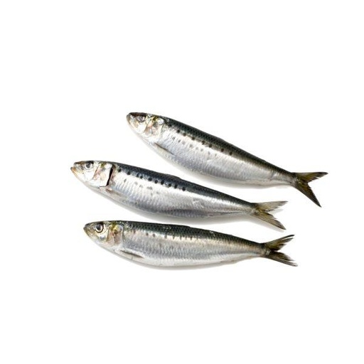 [FRM213] Perfit Sardines Frozen W/R Marocco 8/15pcs 8x1kg