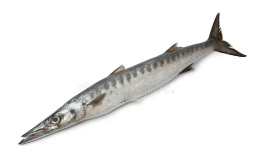 [F10024] Barracuda W/R 1000-2000gm 10kg. 