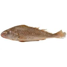 [F10060] Croaker/Malua Clean & Packed SP 500/800 5kg  PACKED  