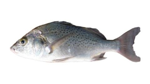 [F10114] Sompat Senegal Clean 500gm 10kg