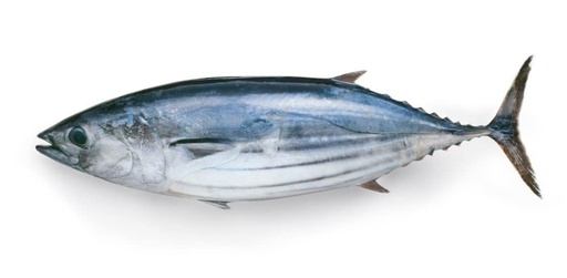 Bonito/Tuna Senegal Not Clean 1/2kg plus 20kg