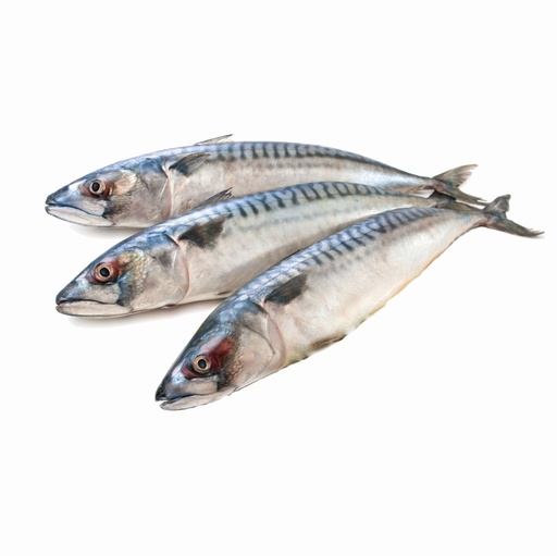 [F10091] Mackerel / Scomburs 500gm plus  Faroer 25kg 