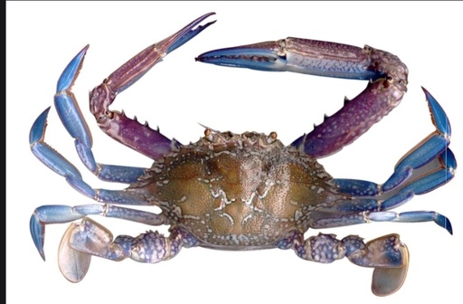 JONA Crabs Blue Swimming 150-400gm 10x1kg.