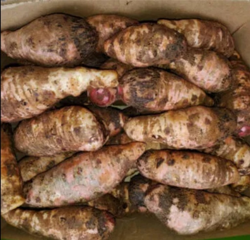 [F10454] Cocoyam Red  Fresh Uganda +-8kg.