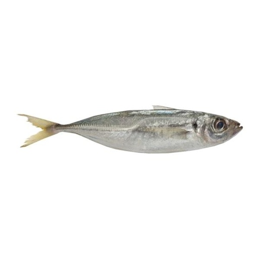 [F10085] Horse Mackerel Chilly 4.5kg. 