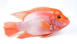 [F10048] Bonifresh Tilapia Red Clean  800/1000gm 4kg.
