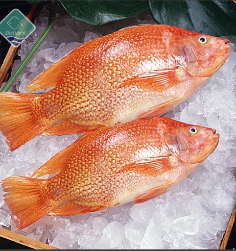 Bonifresh Tilapia Red Clean  800/1000gm 4kg.