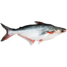 [F10035] Bonifresh Pangasius 900gm Large 4kg.not in stock
