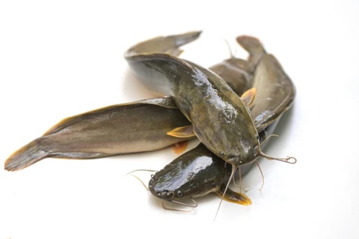 [FRM261] Cat Fish / Ngolo Clean Iwp 300-500 Indonasia Grs 4kg.