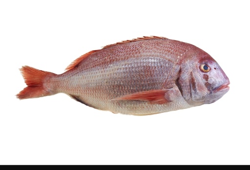 [F10105] Red Snapper Whole Round 400/600gm DSD 10kg.