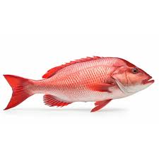 [F10106] Red Snapper Whole Round 800gm DSD 10kg