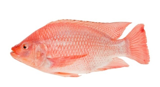 [FRM302] Tilapia Red Clean 700-900gm 4kg
